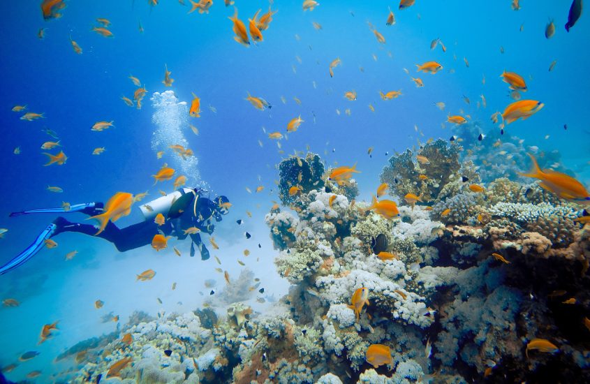 Potápění Potápění - Sharm El Sheikh