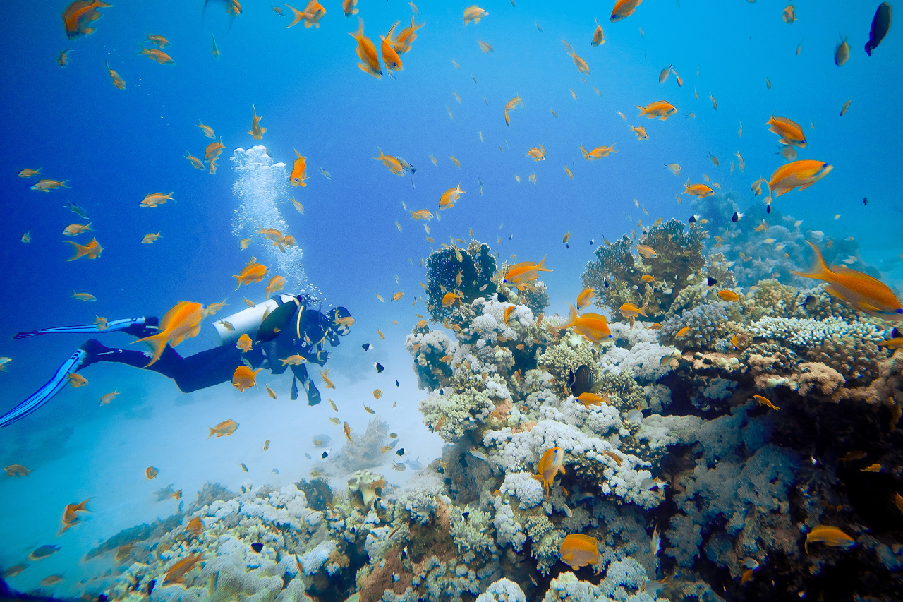 Potápění Potápění - Sharm El Sheikh